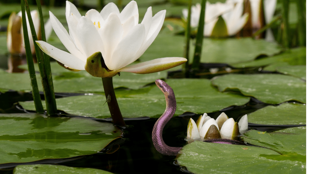 snake in a pond
