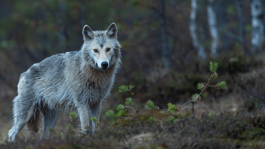 The Writer Who Cried&nbsp;Wolf